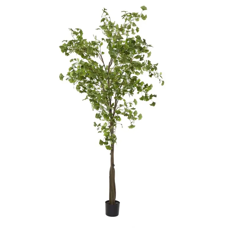 Ginkgo Biloba – Potted Mature Specimen (2.4M Height) 1