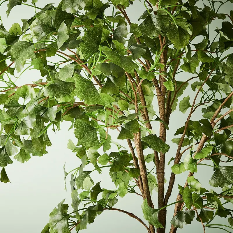 Ginkgo Tree Pair – Vintage-Inspired Ornamental Plant Set (2 Units) 1