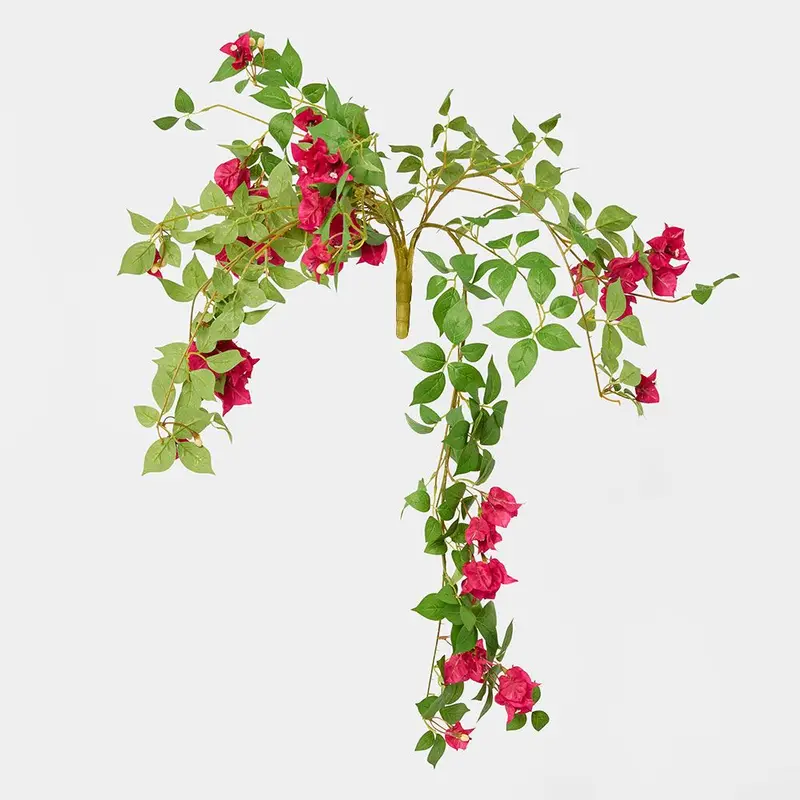 Hanging Fuchsia Bougainvillea Bush For Vertical Gardens 1