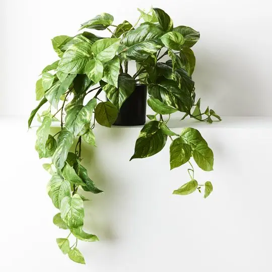 Hanging Pothos Bush In Decorative Pot – Pack Of 2 1