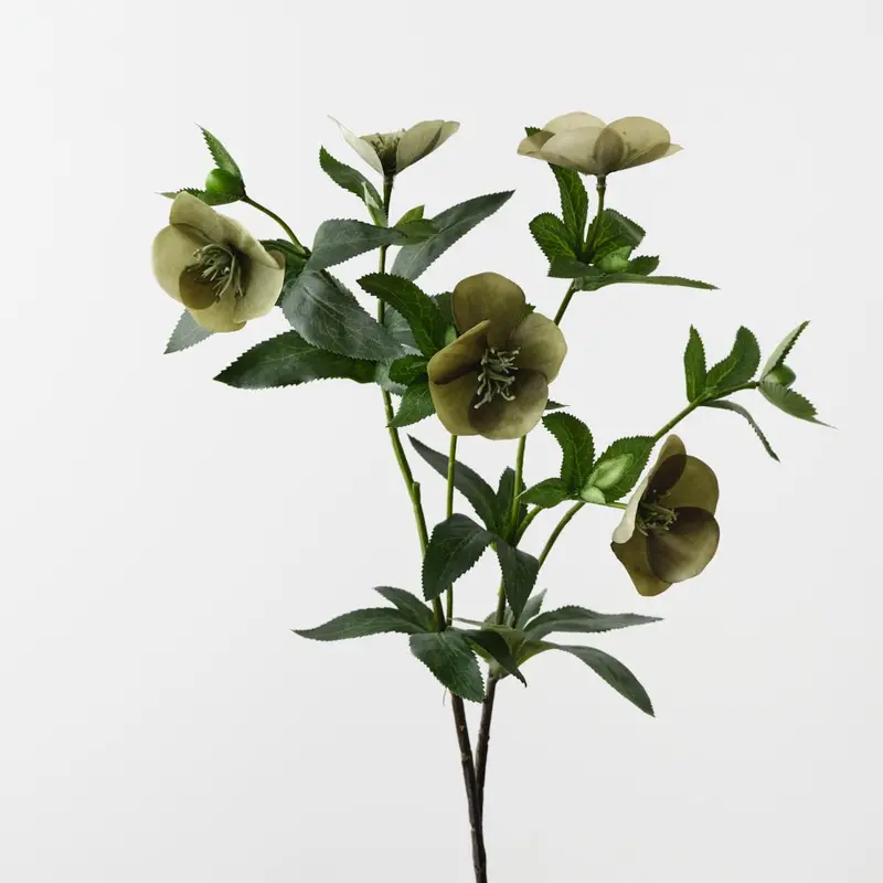 Hellebore Botanical Spray – Dozen-Stem Pack 1