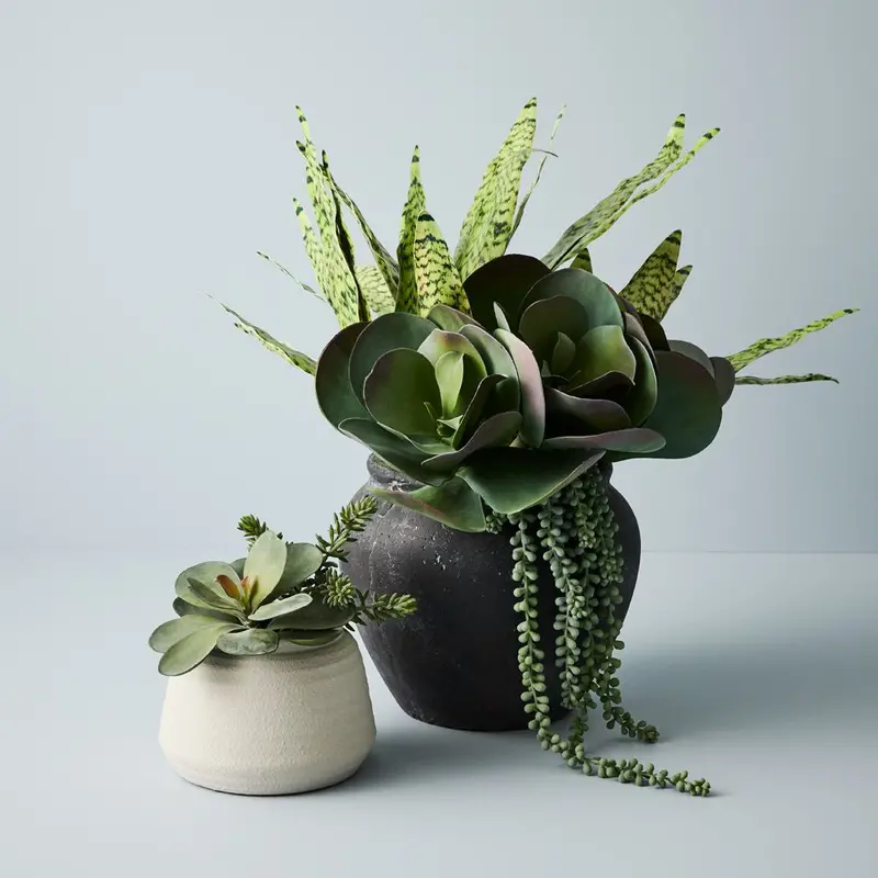 Kalanchoe Flapjack Stem Collection – 12-Piece Modern Succulent Bundle 1