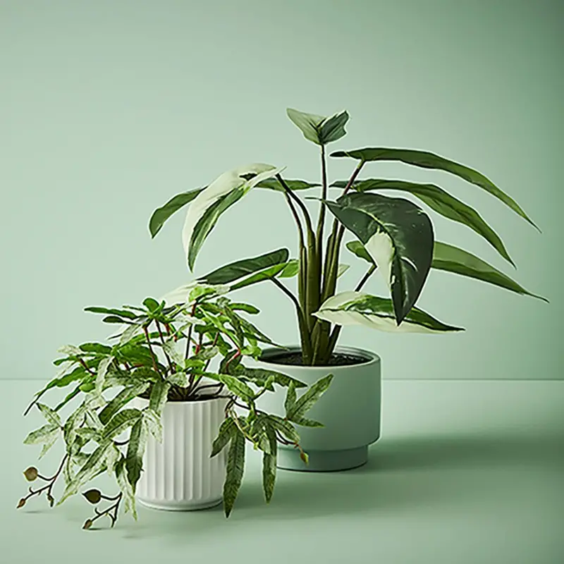 Kangaroo Fern In Pot – Set Of 4 Realistic Plants 1