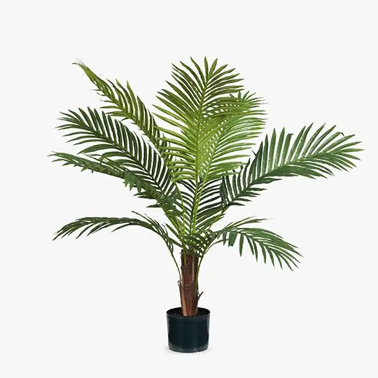 Kentia Palm Stem Pair 1