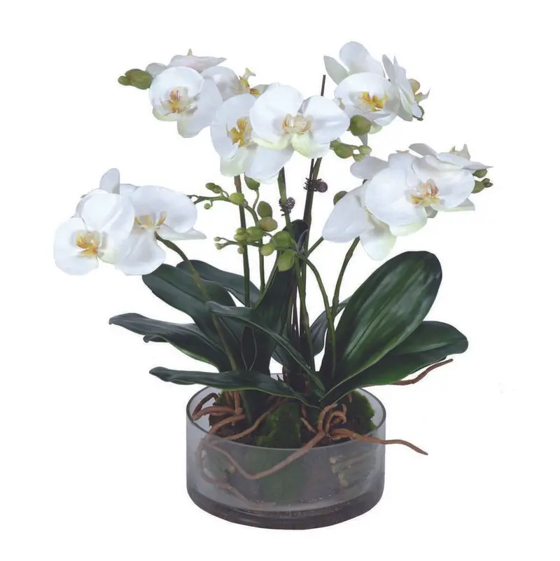 Large White Phalaenopsis Orchid In Glass Planter 1
