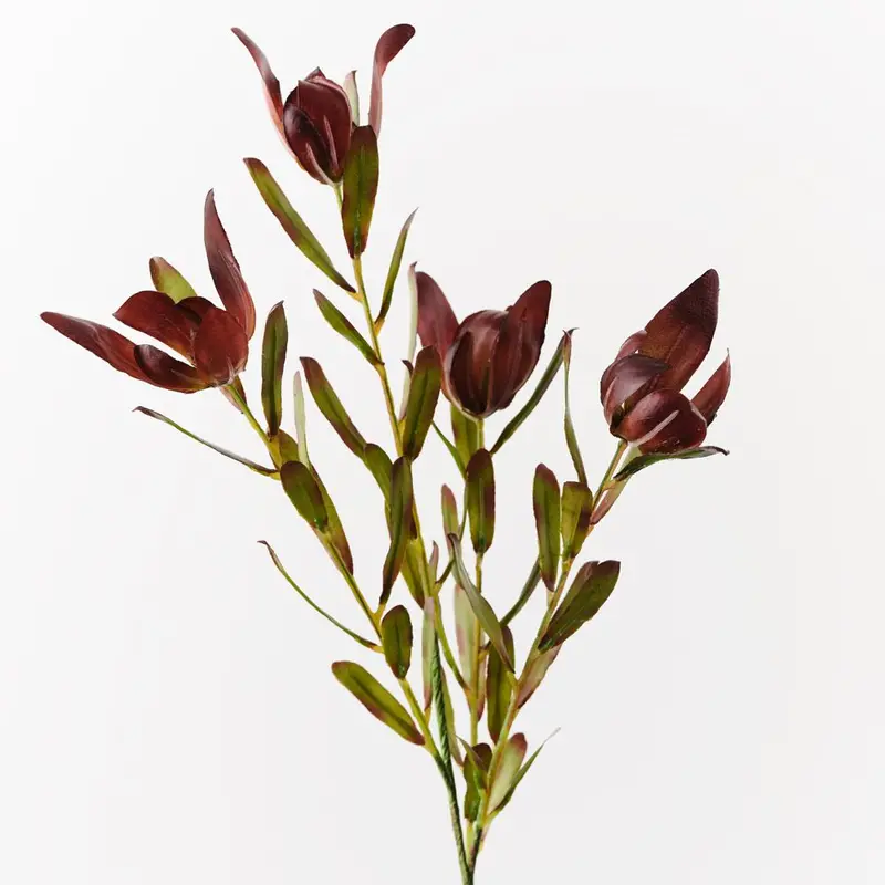 Leucadendron Protea Spray – 12-Stem Botanical-Inspired Arrangement 1