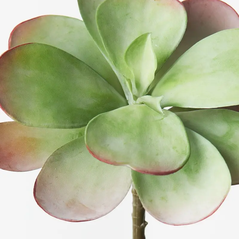 Loose Kalanchoe Flapjack Plants – 12-Pack 1