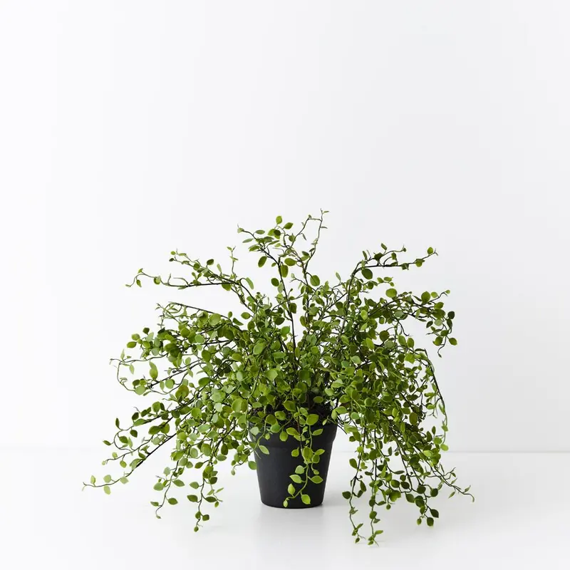 Maidenhair Vine Plant – 6-Pack 1