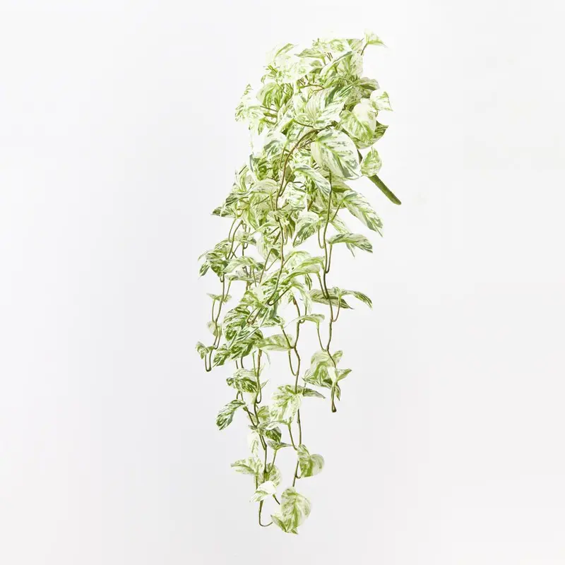 Marble Queen Pothos Hanging Vine – 4-Piece Variegated Set 1