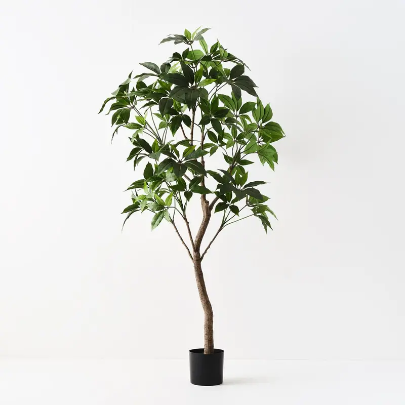 Money Tree (Pachira Aquatica) – Elegant Potted Indoor Plant 1