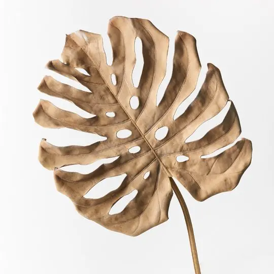 Monstera Leaf Stems – 12-Count Set 1