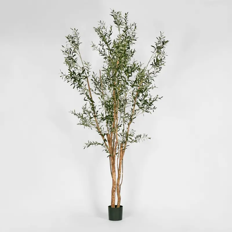 Multi-Stem Olive Tree – 280Cm Potted Landscape Accent 1