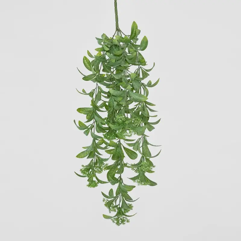 Osmanthus Hanging Bush With Delicate White Blossoms 1