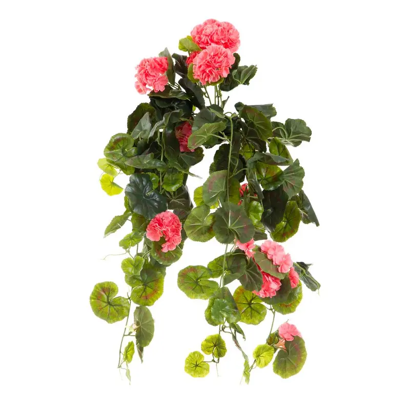 Peach-Colored Trailing Geranium Plant – 60Cm 1