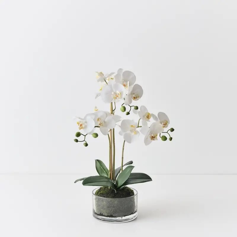 Phalaenopsis Orchid Centerpiece In Bowl 1