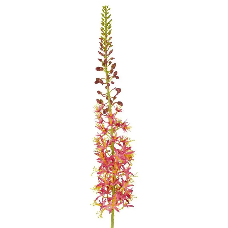 Pink Eremurus Foxtail Stem – 107Cm 1