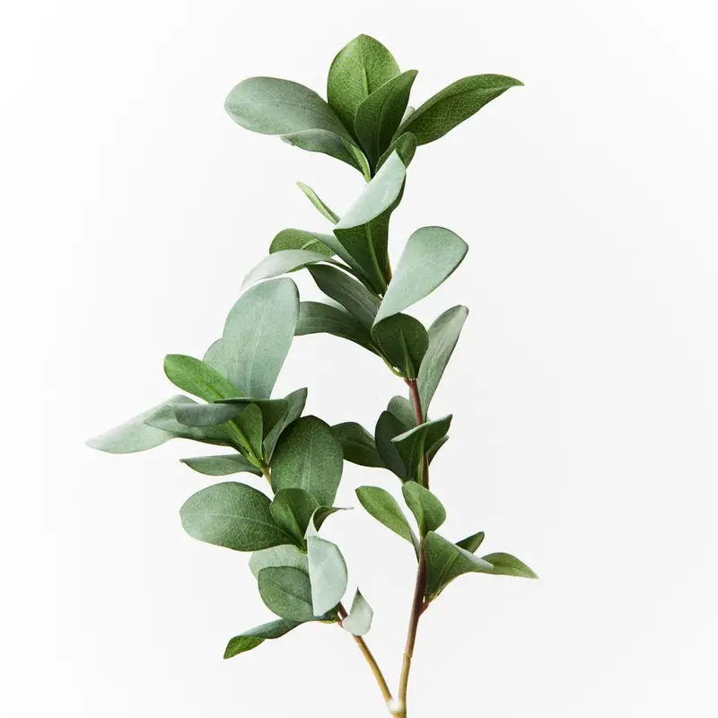 Pittosporum Leaf Garland – 12-Branch Botanical Spray 1