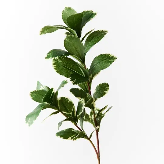 Pittosporum Leaf Spray – 12-Piece Lush Artificial Greenery Set 1