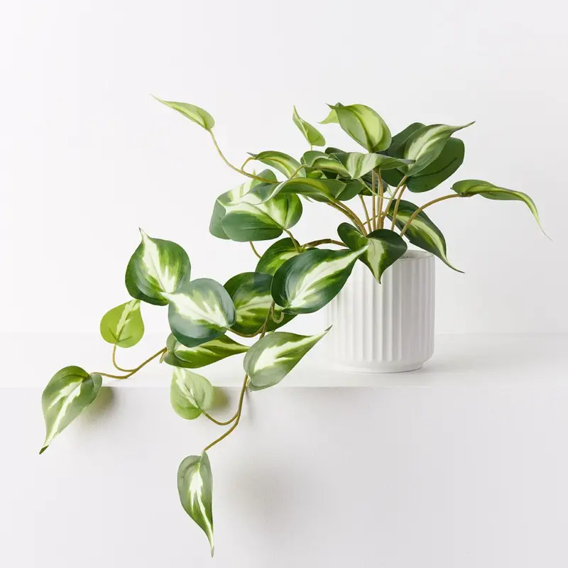 Pothos Hanging Vine Plant In Pot – Set Of 4 1