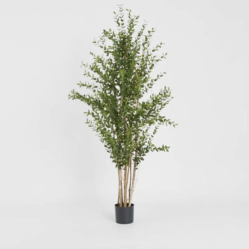 Potted Eucalyptus Mini Tree – 180Cm Tall, Lush Green Foliage 1