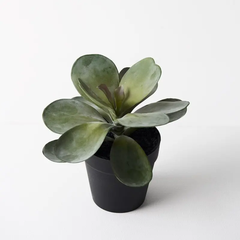 Potted Kalanchoe Flapjack Succulent Set – 6 Plants 1