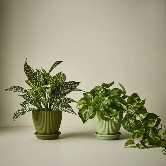 Potted Pothos Plants – 6-Pack Live-Look Indoor Starter Collection 1