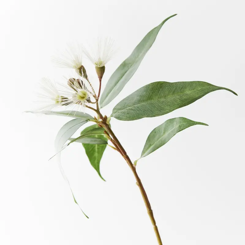 Premium Eucalyptus Spray Collection – Pack Of 12 Lifelike Stems 1