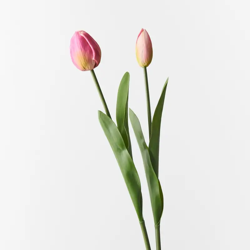 Premium Tulip Mix – 12-Stem Bud & Bloom Variety 1