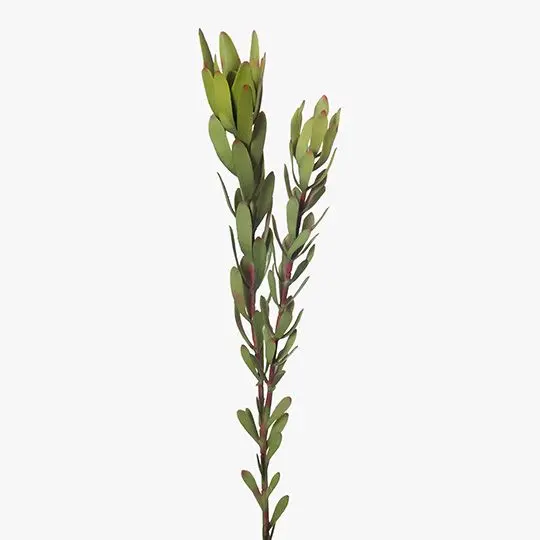 Protea Leucadendron Stem – Tropical 12-Piece Floral Set 1