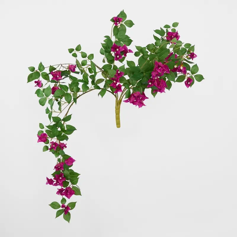 Purple Bougainvillea Potted Bush For Hanging Or Shelf Use 1