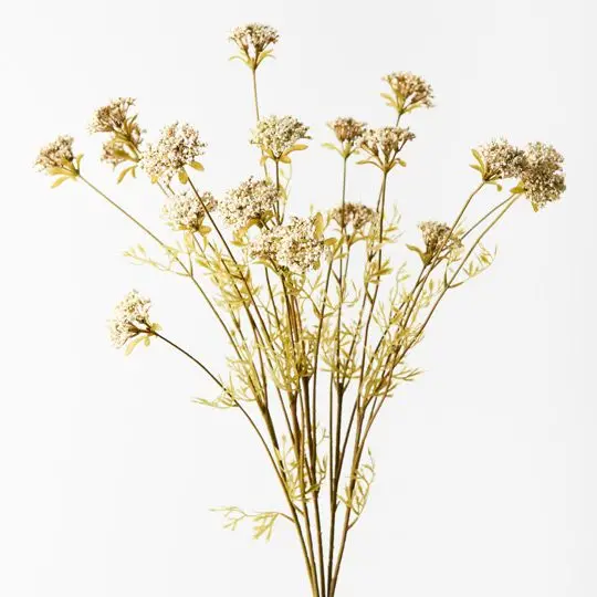 Queen Anne’S Lace Bush Collection (12 Pcs) 1