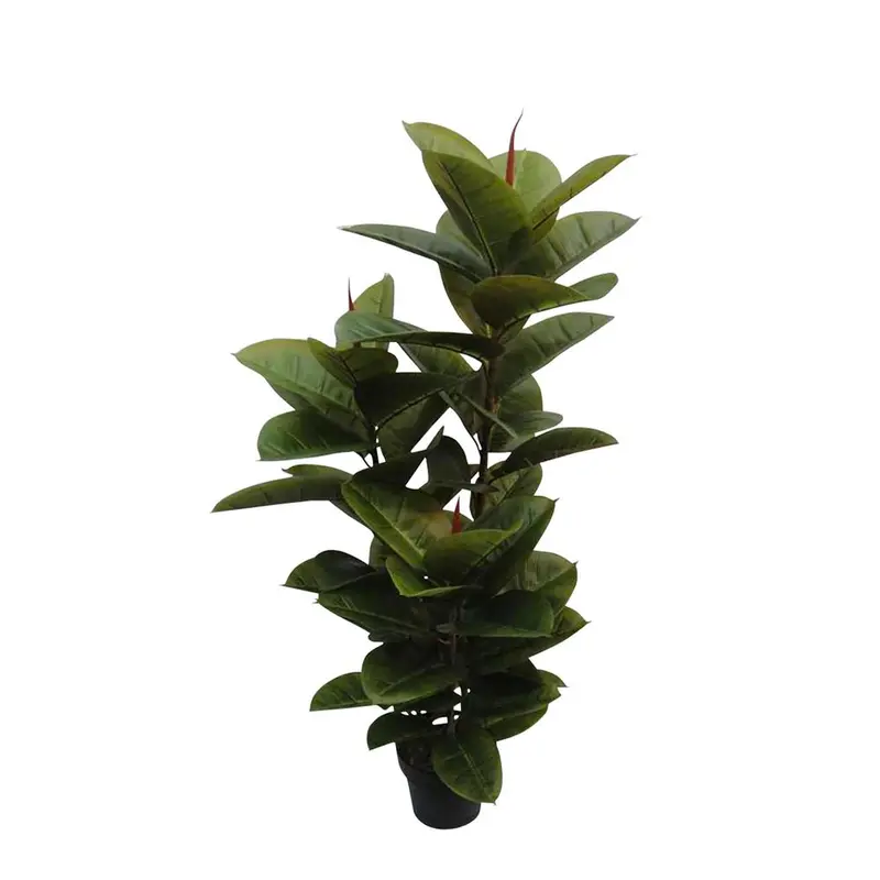 Rubber Tree Indoor Plant – 1.3M Realistic Foliage 1