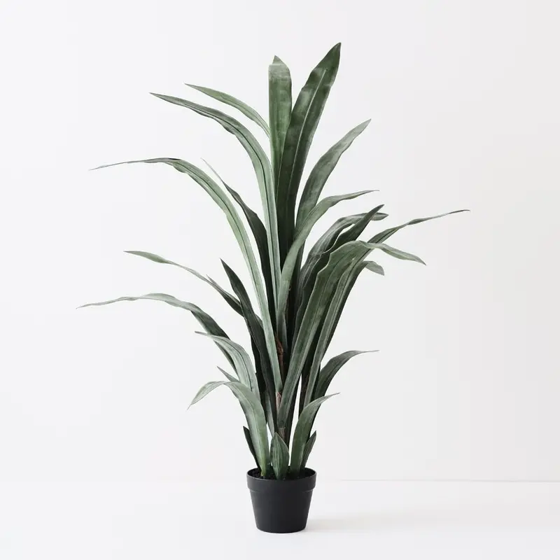 Sansevieria Plant Duo 1