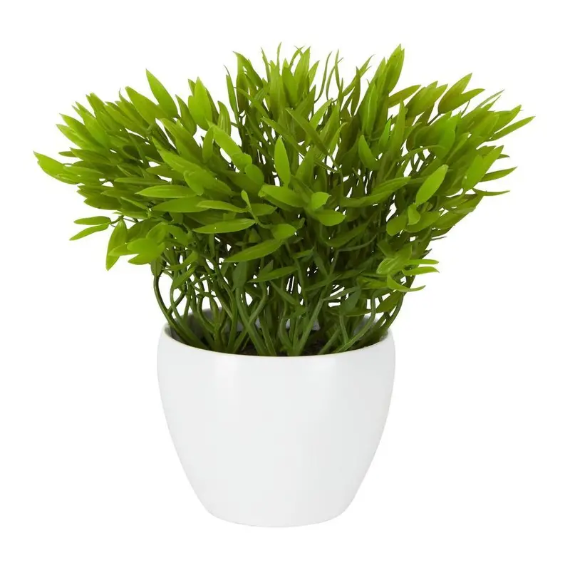 Sarmentosum Pepper Plant In Matte Melamine Planter, Indoor Greenery 1