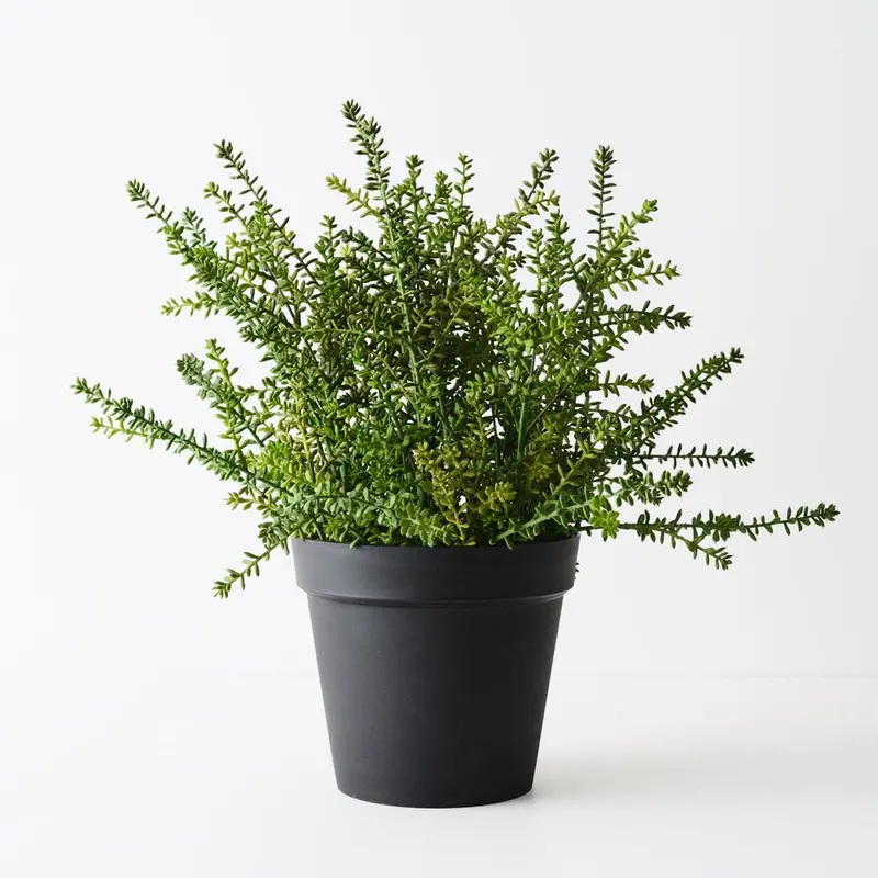 Sedum Mini Plant – Pair Set 1