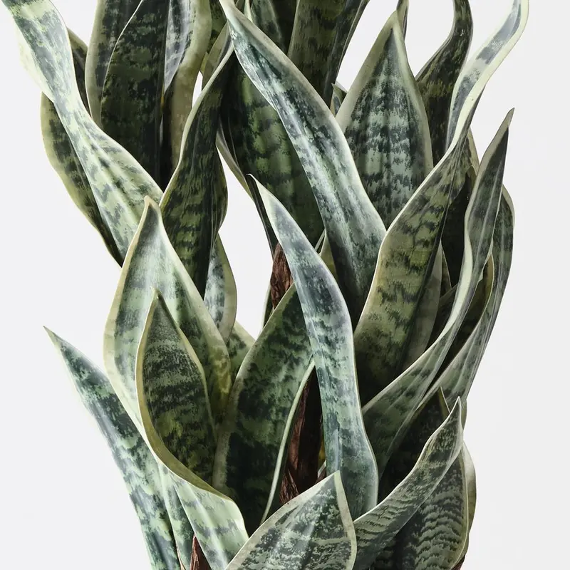 Snake Plant Pair 1