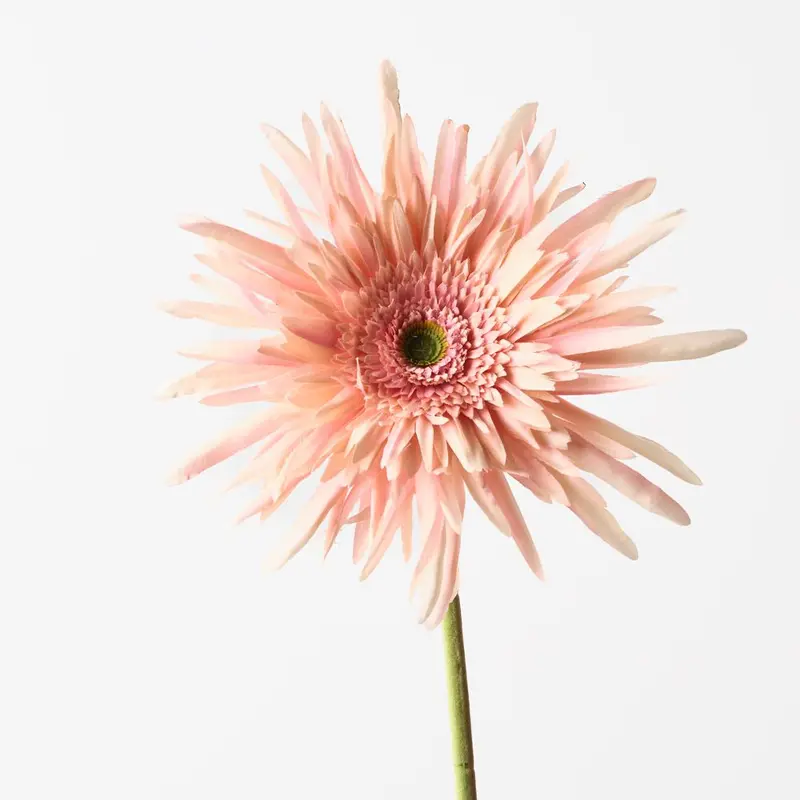 Spider Gerbera Bouquet – 12-Stem Fresh-Style Pack 1