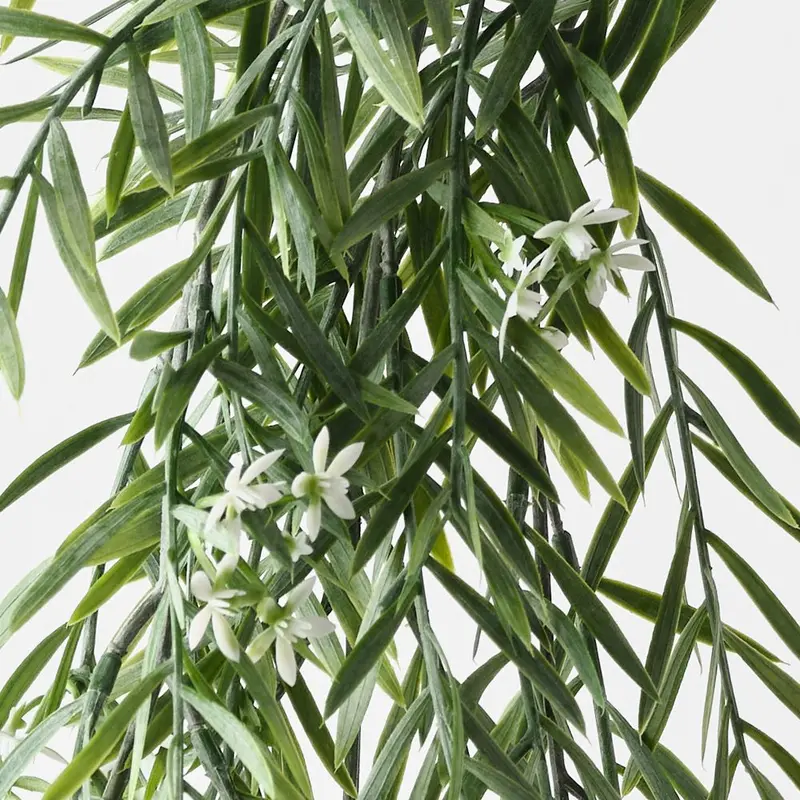 Star Cluster Acacia Hanging Bush – Pack Of 12 1