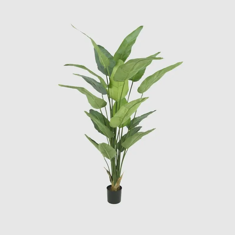 Strelitzia Plant In Pot – 2.3-Metre Tall Potted Bird Of Paradise 1