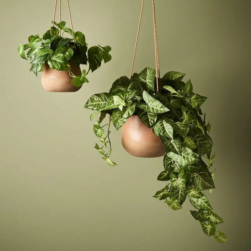 Syngonium Hanging Plant In Pot – 2-Piece Indoor Set 1