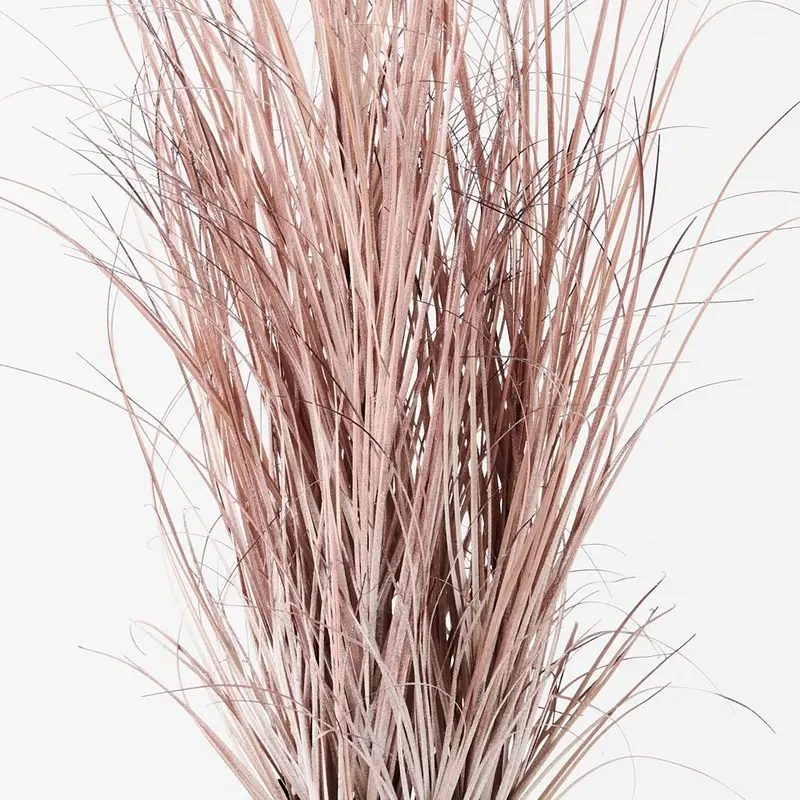 Tall Ornamental Grass Set – 4-Plant Collection 1