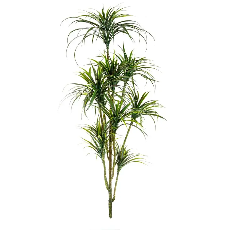 Tall Yucca Indoor Plant – 1.8M Height, Potted 1