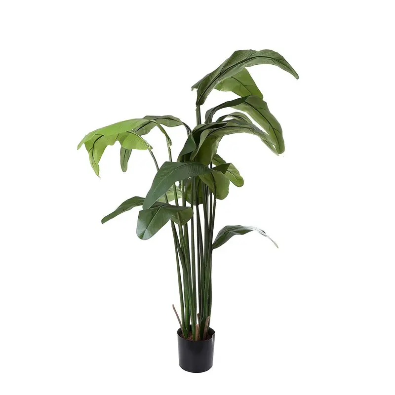 Traveller’S Palm – 1.8 Meter Bold Architectural Plant 1