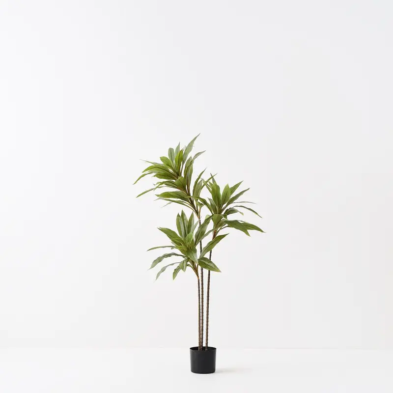 Twin Cordyline Plants – Stylish 2-Piece Statement Foliage Bundle 1