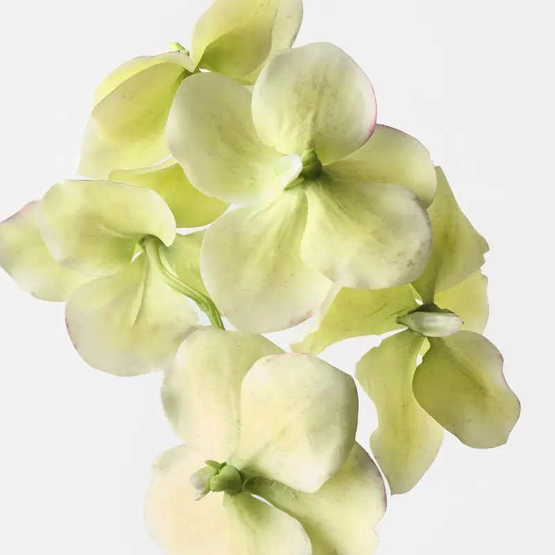 Vanda Orchid Stems – Premium Set Of 6 1