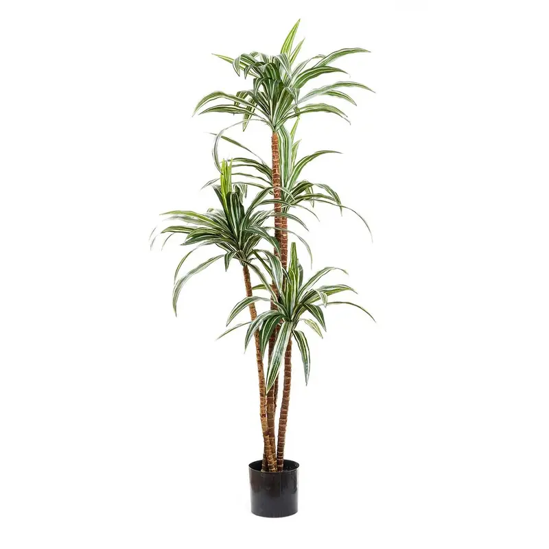 Variegated Dracaena Tree – 1.6M Striped-Foliage Indoor Plant 1