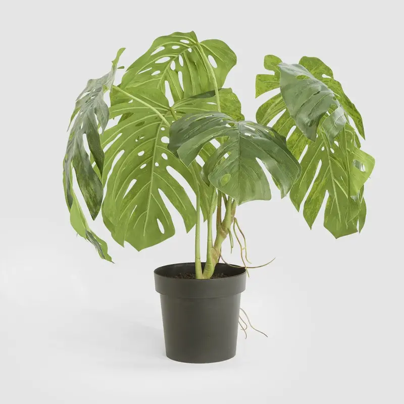 Variegated Monstera Artificial Plant – 79Cm In Sleek Black Planter 1