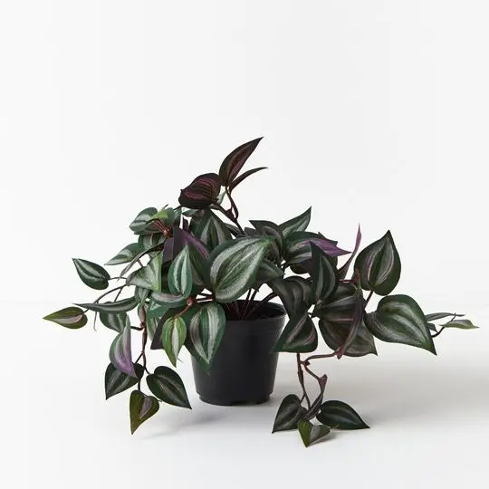 Wandering Jew (Tradescantia) In Pot – 6-Piece Hanging Vine Arrangement 1