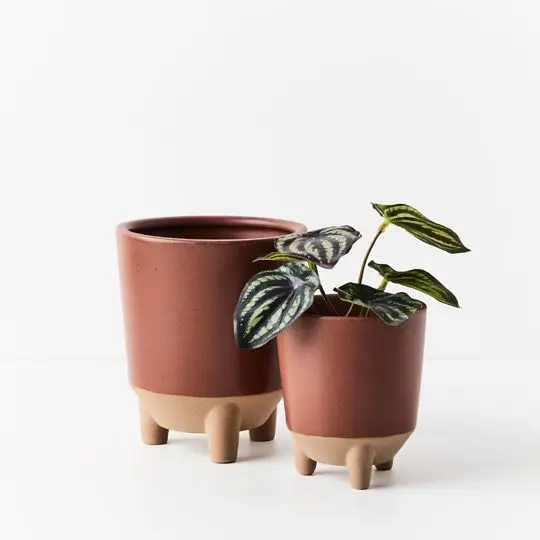 Watermelon Peperomia Potted Plant – 12-Unit Set 1