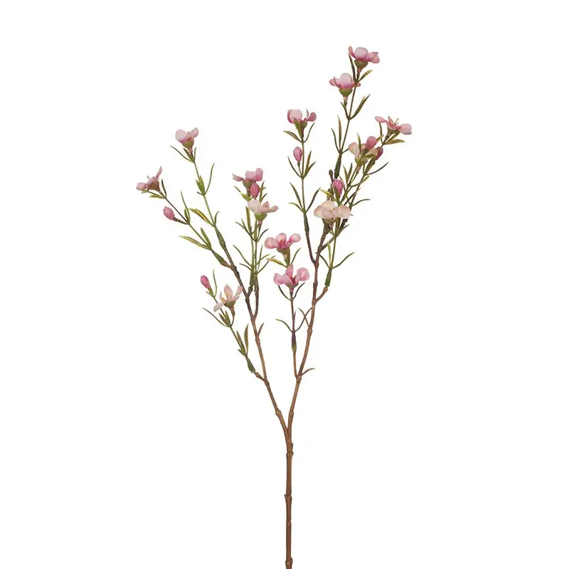 Waxflower Stems – 24-Piece Assortment 1